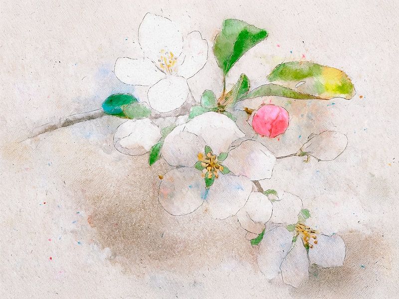 Aquarellmalerei einer Apfelblüte von Studio Pieternel