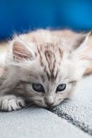 A little Sweetheart