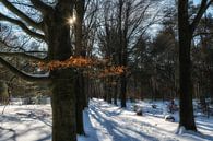 Boslaan by Moetwil en van Dijk - Fotografie thumbnail