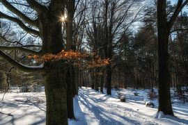 Boslaan sur Moetwil en van Dijk - Fotografie