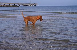 Wasserspiele an der Ostsee mit einem Magyar Vizsla.