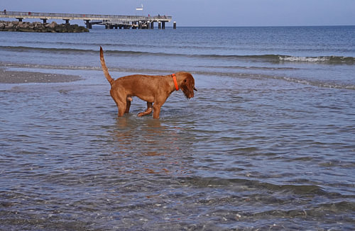 Waterspelletjes aan de Baltische Zee met een Magyar Vizsla.