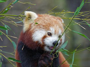 Bamboe etende Kleine Panda