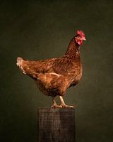 Proud Chicken