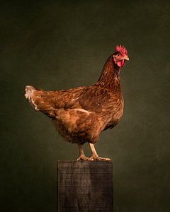 Stolzes Huhn