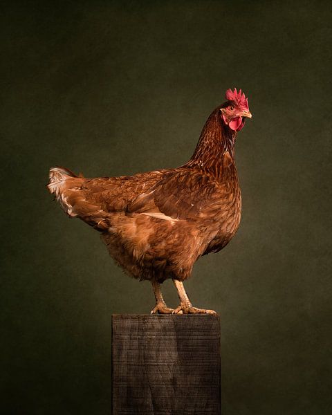 Trotse Kip van Mariska Vereijken