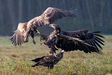 Kämpfende Seeadler von Bob de Bruin