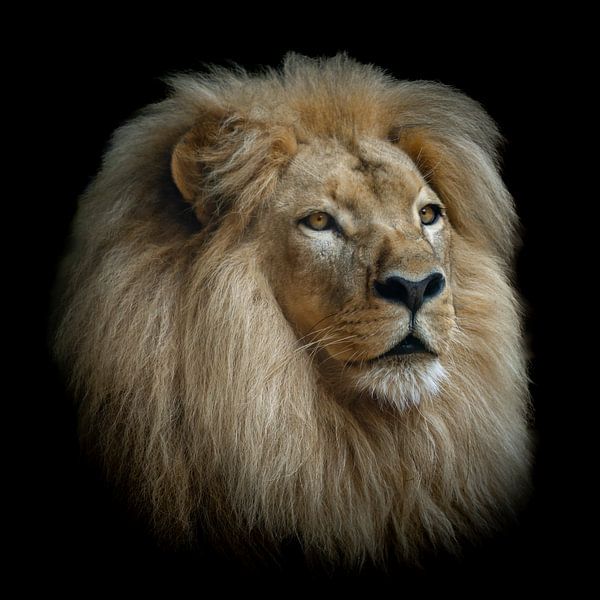 Lion head in colour by Chris de Gier