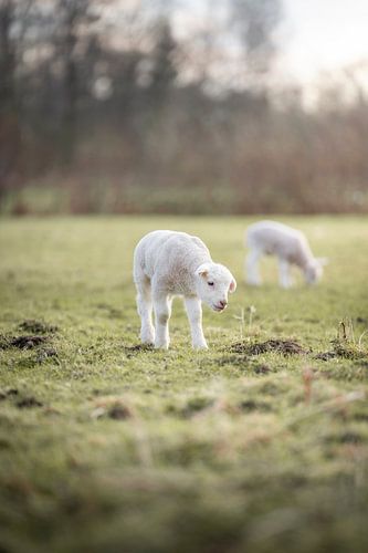 Agneau dans un champ