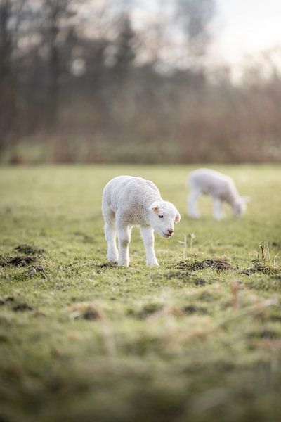 Lamb in a field by Bas Leroy