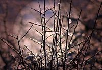 Winter glitter