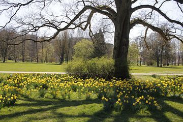 Alte Eiche im Luitpoldpark Bad Kissingen im Frühling