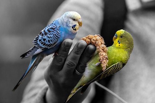 Parkieten - Sababurg Zoo