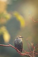 Rowan (oiseau) sur la branche IV