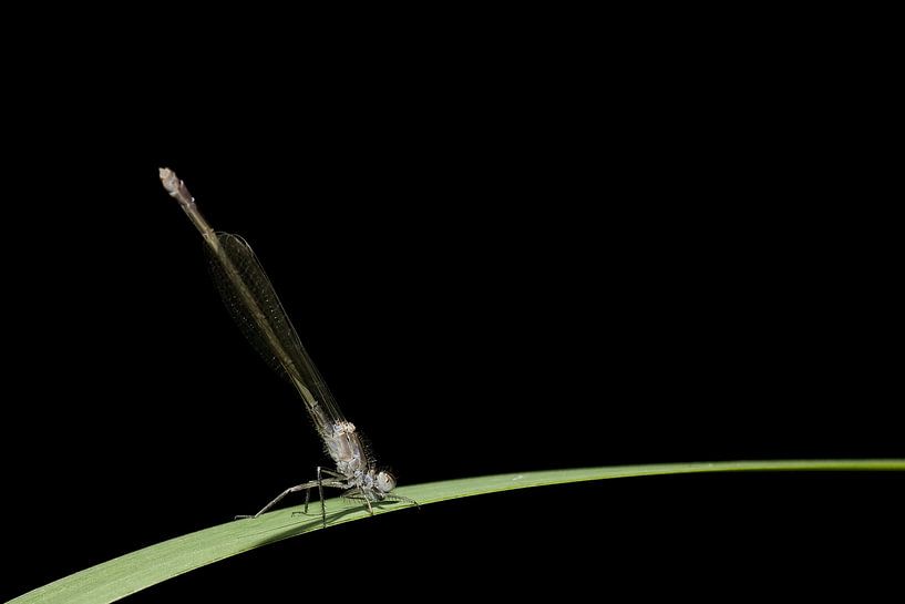 Dragonfly by Rob Smit