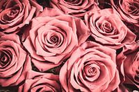 Roze Rozen Bovenaanzicht