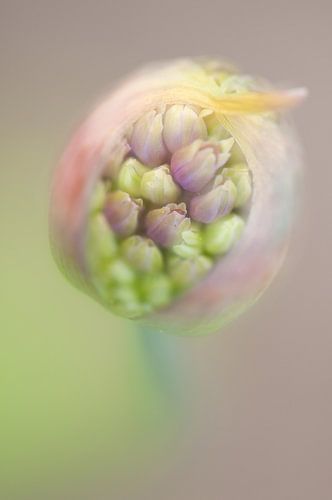 Birth of Beauty