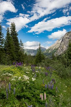 Alpenbloemen - Een zomertafereel in het Lechquellengebergte bij de plaats Lech am Arlberg van André Post