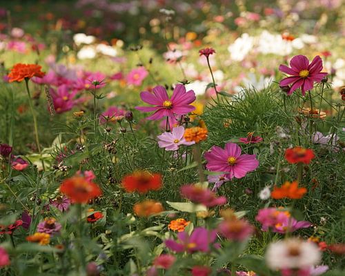 Zomers bloemenveld