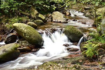 La rivière Ilse dans le parc national du Harz