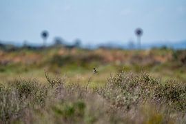 Looking forward by Catch Chris