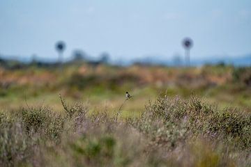 Regarder vers l'avant