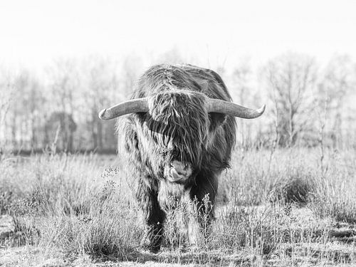Schotse Hooglander in de winter