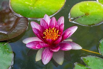 Le nénuphar fleurit dans l'étang en été sur Animaflora PicsStock