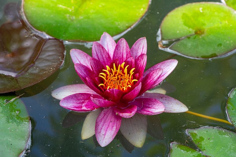 Seerose blüht im Teich im Sommer von Animaflora PicsStock