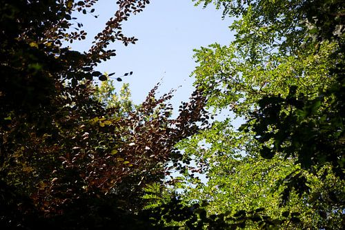 Ontdek de natuur in een bosrijk gebied in Emsland, Nedersaksen, Duitsland