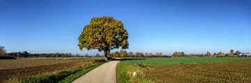 Lonely tree in the November sun van John Duurkoop