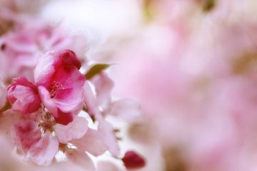 Lente in Zachtroze van Truus Nijland
