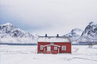 Das einsame rote Haus im Schneegestöber - Lofoten im Winter von Rolf Schnepp Miniaturansicht