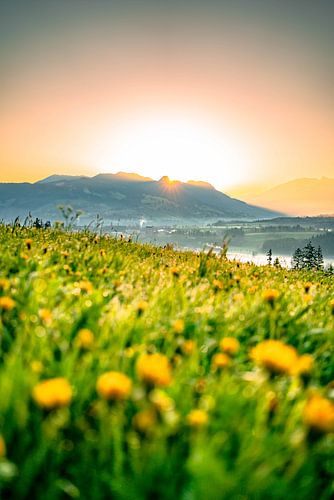 Zonsopgang met paardenbloemen in de Allgäu
