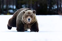 Un ours brun se faufile dans la neige finlandaise