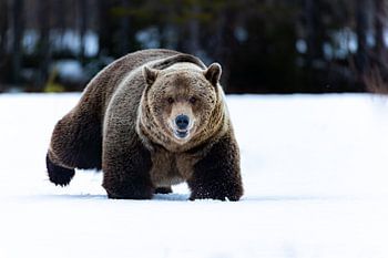 Brown bear strides through Finnish snow