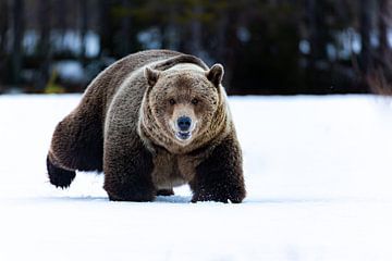 Bruine beer schrijdt door de Finse sneeuw van Jacob Molenaar