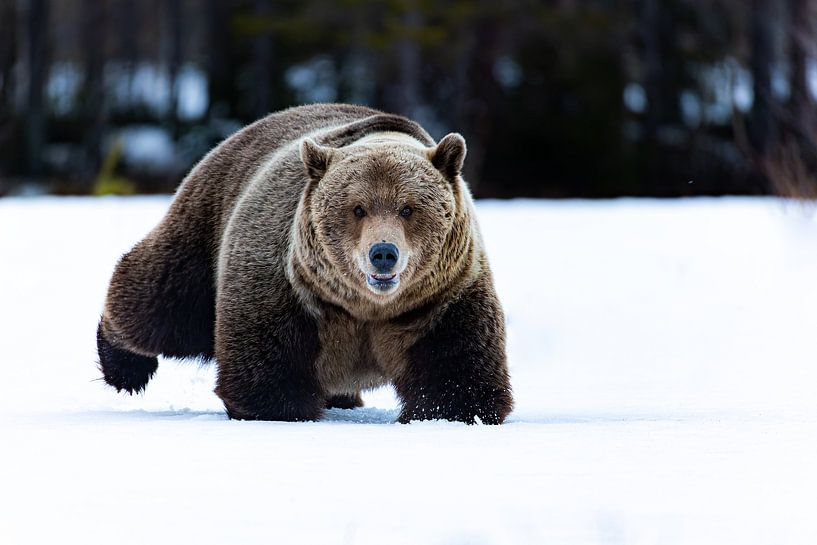 Un ours brun se faufile dans la neige finlandaise par Jacob Molenaar