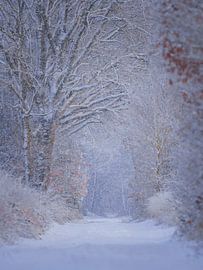 Winterliche Stille in einem verschneiten Wald von arnemoonsfotografie