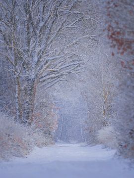 Winter stillness in a snowy forest