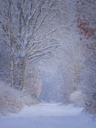 Winterliche Stille in einem verschneiten Wald von arnemoonsfotografie