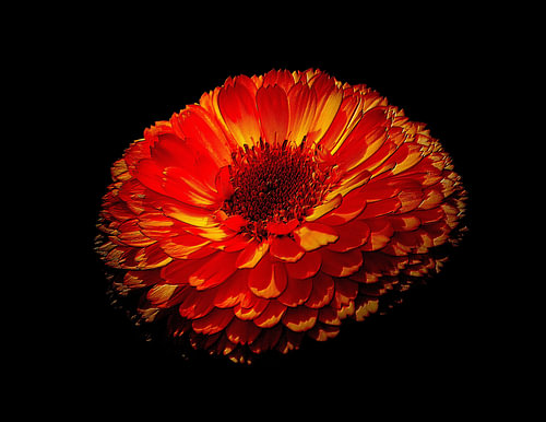 La passion de la nature | Art botanique