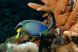 Queen Angelfish Silhouette, Bonaire by Joseph M. Bowen Photography