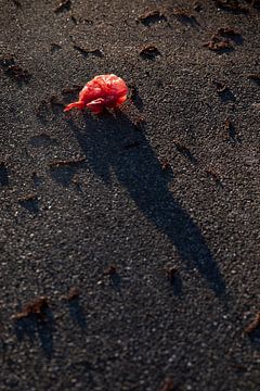 Real life Stilleven plastic en natuur van Lilian Bisschop