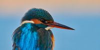 Eisvogel - Porträt von Eisvogel.land - Corné van Oosterhout Miniaturansicht