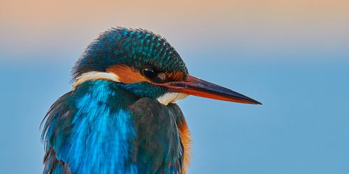 IJsvogel - portret
