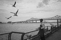 Birds at the Riverwalk, New Orleans van Gijs Wilbers thumbnail