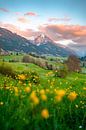 Blumige Ausblick auf die Allgäuer Alpen von Leo Schindzielorz Miniaturansicht