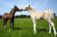 Young stallions