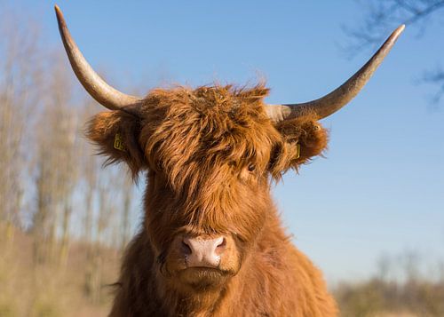 Portret Schotse Hooglander